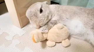 自分も眠いけど我が子（ぬいぐるみ）が安心できるように隣で起きててあげるうさぎさん