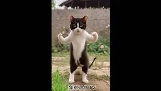 #funny #memes #motivation #podcast #trivia #website #facts #live kedi oyun havası eşliğinde oynuyor