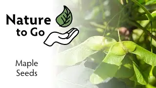 Nature to Go | Maple Tree Seeds — Nature’s Helicopters