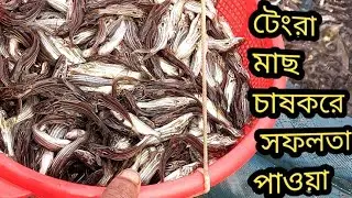 টৈংরা মাছের পোনা পাওয়া যাবে। টেংরা মাছের চাষ। tangra fish seeds ।Fish farm bd24 ।tangrafish