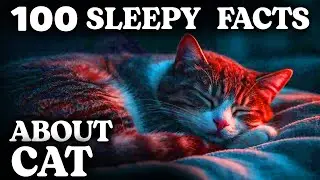 The Most Relaxing Facts About Cats to Fall Asleep To