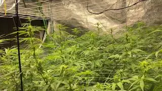 Mars Hydro Grow Journal  TS3000 5x5  Budding 8