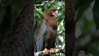 Beautiful & Colorful Birds of the Amazon Rainforest | Rare Wildlife