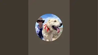 B-Central Asian Shepherd Dogs, Alabai dogs. Puppies of CENTRAL ASIAN SHEPHERDS