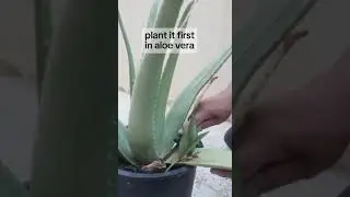 How to plant agave in aloe vera stem #gardening #gardenplants