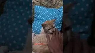 Touching The Cat #shorts