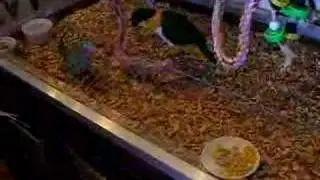 Pestkop