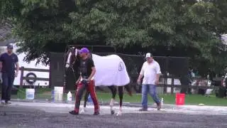 California Chrome Morning Workout