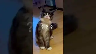 Cat Funny Video | Buddy Animal