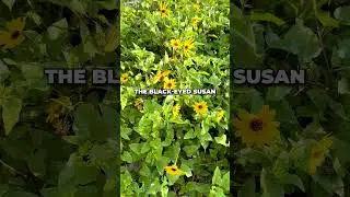 Hurricane Proof Plants