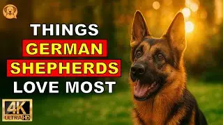 9 Things German Shepherds Love the Most 🐾 (Number 10 Will Melt Your Heart)