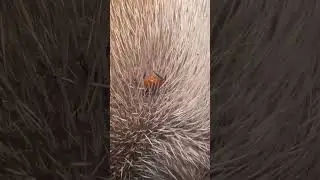 Natural Flea & Tick Spot On