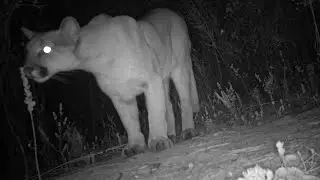 Curious Mountain Lion