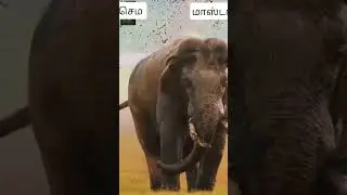 #மாஸ் ஹீரோ#elephants #musicstyle #  👌👌👌