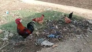 Rooster sounds 🐓 Rooster Mating 🐓 Murghe ki azan 