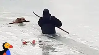 Dog That Falls Through Ice Rescued by Brave Man | The Dodo