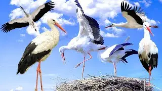The simple life of a stork | Where do they live and what do they eat?