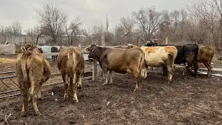 СААН УЙЛАРДЫН ГҮЛДӨРҮ ЧЫКТЫ)) баары бооз уйлар