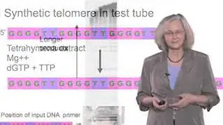 Elizabeth Blackburn UCSF Discovery of Telomeric DNA and Telomerase