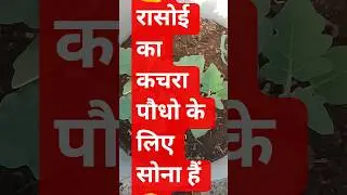 🌺Rooftop brinjal. plant🌺#deorao #gardening #lifeisbutadream ₹#gardendesign ₹#gardenideas