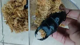 Amazing Huge size Japanese stag beetle - Dorcus hopei binodulosus 87mm