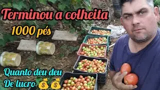 terminou a colheita do tomate 🍅! quanto eu tive de lucro 💰💰?