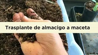 Avances | Trasplante de almacigo a maceta