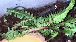 Alpine Newt efts hunting Waxworms 