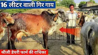 गुजरात का गिर बुल आया हमारे फार्म पर😍 || Shree Ji Dairy Farm Madhya Pradesh #Girbull