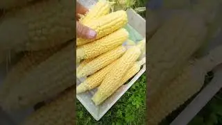 Кукуруза. Собираем. Варим. Едим.