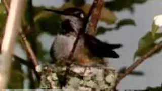 The Courtship of Anna's Hummingbird (Britannica.com)