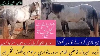 Best for Riding Horse/Jawa Color/Horse/Fakhar-e-Jabbarنیزہ بازی +سواری کے لیے مانا ہوا گھوڑا فخرِجبر