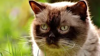 Do Cats Stop Eating When Full? 🐱🍽️