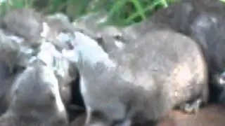 Otters Crying at London Zoo