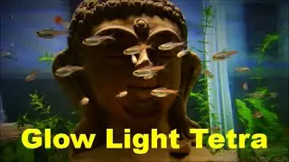 Glowlight Tetra Care & Tank Set up Guide