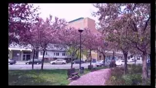 spring in montreal