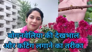 Bougainvillea plant care - How to propagate and care Bougainvillea plant? कटिंग लगाने का आसान तरीका