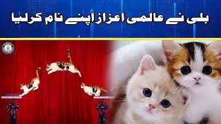 World Record Cat Jump! Texas Cat Jumps Over 8 Feet | Safar Digital
