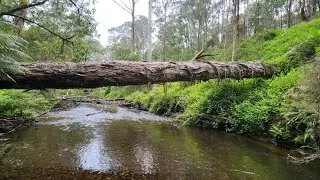 Victorian High Country Creek Sessions Part 2
