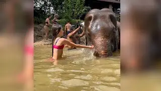 Cute Elephant Her Dream Came True In Thailand 🇹🇭 #cuteshorts #elephant