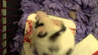 Fat Mouse