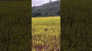 Andhra Odisha border beautiful scenery