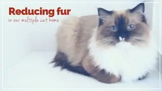 Tips to reduce fur in a multiple cat home!