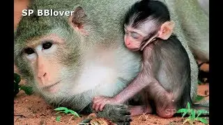 Poor Baby Monkey Kidnapper Never Her Sleep Well - Amara 76
