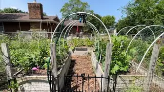 My Garden Exploded!  A Walk Through My Home Garden