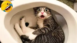 Hacks in animation via sora2pro ai #shorts #subscribe #usa ##ai #cutecat 