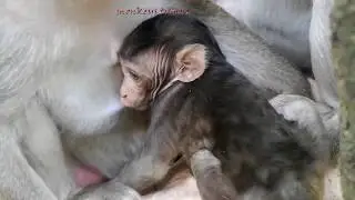 cute ,baby monkey TITAN is getting grower and smart