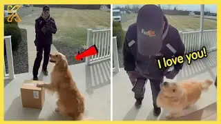 🐕 When Delivery Drivers Become Best Friends with Fur Babies 💖🤣 | Funny Animals Videos 2025