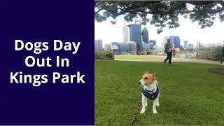 A Dogs Day Out In Kings Park Perth, Western Australia