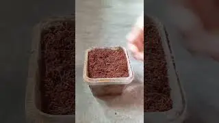 Kraft seeds review|vinca flower seeds germinate|1week seeds germinate|plant|plant review